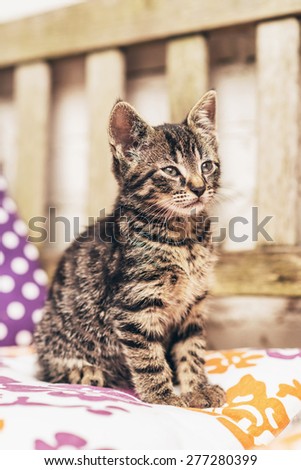 Baby grey striped tabby kitten sitting on a colorful cushion on a wooden garden chair or bench staring thoughtfully straight ahead