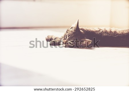 Sleepy Gray Domestic Tabby Kitten Lying on the Floor Inside the House with Eyes Slightly Closed.