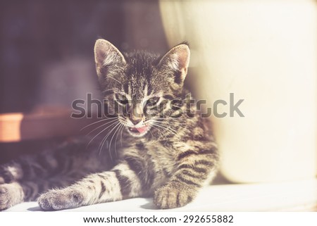 Intense little tabby kitten licking its lips with a focused stare as it rises to its feet after resting in front of a glass door