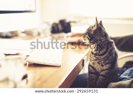 Fascinated little kitten staring at the monitor of a desktop computer as it sits on its owners lap at a desk