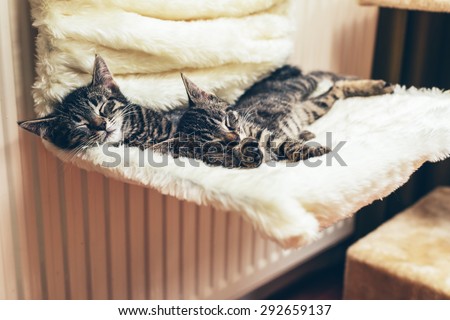 Two adorable tiny tabby kittens lying sleeping on a chair stretched out close together with their heads towards the camera