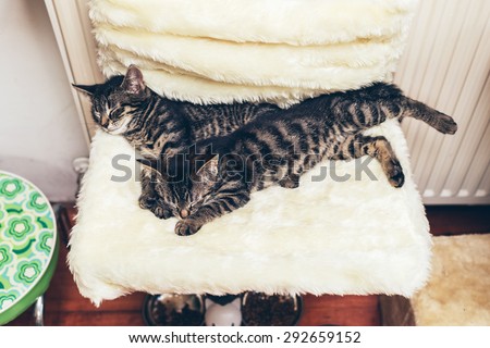 Two tabby kittens lying together sleeping stretched out on a comfortable fluffy blanket on a chair indoors in the house