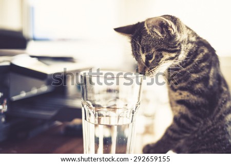 Curious little kitten standing up on its hind legs looking inside a glass of water as it explores its surroundings