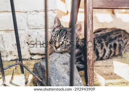 Grey striped tabby kitten lying resting its head on a rock looking up with large golden eyes past wooden trusses and beams