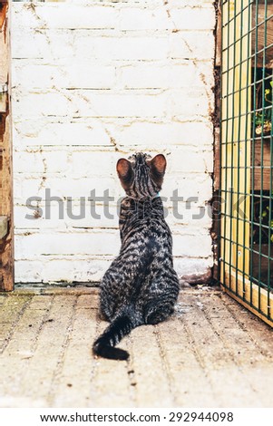 Rear view of a pretty striped grey tabby cat sitting looking up at a white brick wall alongside a wire mesh enclosure