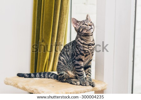 Curious pretty striped grey tabby cat sitting on top of its scratching post near a window and gold curtain looking up into the air
