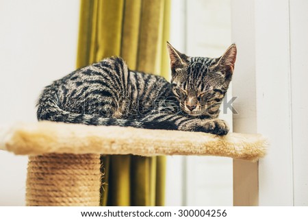 Cute striped grey tabby asleep in the sun on a platform on top of its scratching post placed indoors in front of a window with a gold curtain