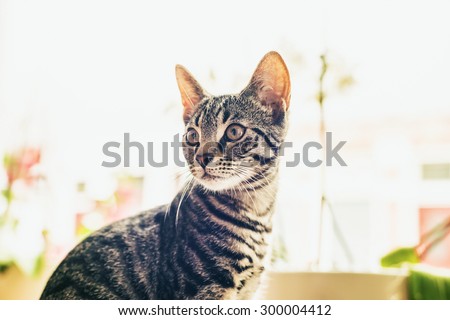 Close up head portrait of an alert curious cat sitting in front of a high key windows indoors in a house staring intently back to the left of the frame