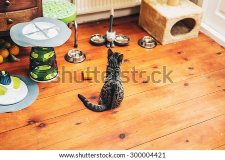 Hungry grey tabby kitty sitting on a wooden floor in the house patiently watching its food bowls waiting for dinner, high angle view with copyspace
