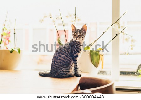 Young grey tabby cat sitting on a wooden table indoors at home in front of a high key window looking back into the room with curiosity