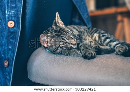 Close up Gray Striped Domestic Tabby Cat Resting on a Gray Chair and Looking Into the Distance Seriously.