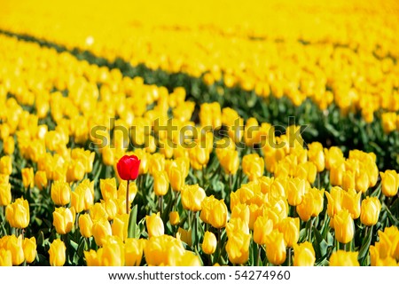 Yellow tulips and one red