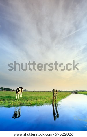 Meadow with canal and cow under cloudy sky, the Netherlands