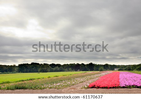 Farm land with red and pink flowers under cloudy sky, the Netherlands