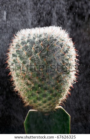 Cactus in the rain isolated against black background