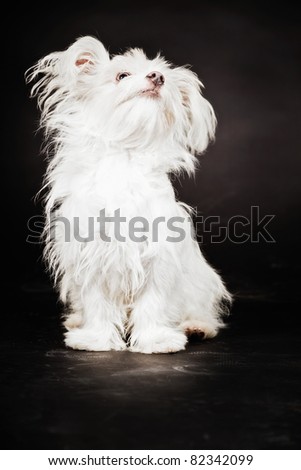 Young white boomer dog isolated on black background
