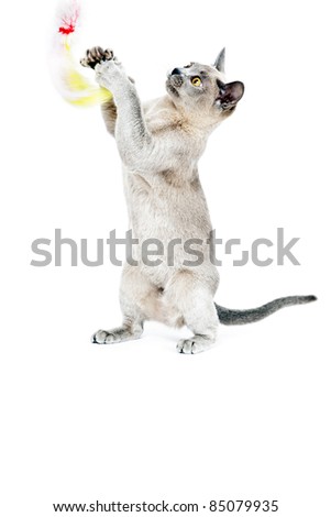 Burmese cat playing with toy isolated on white background