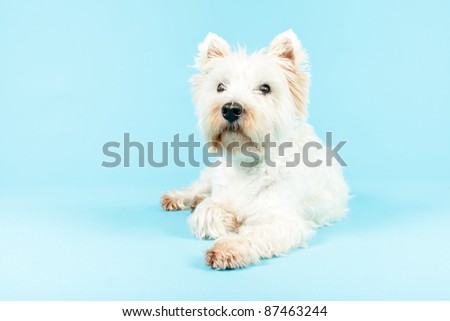West Highland White Terrier isolated on light blue background
