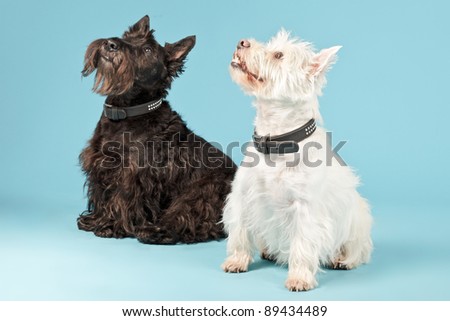 Two black and white west highland terriers on light blue background