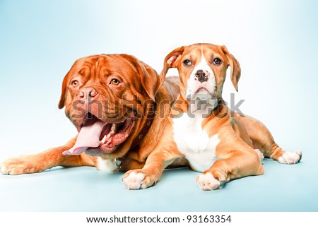 Studio portrait of two dogs lying down. Mixed breed brown white puppy dog and bordeaux dog isolated on light blue background.