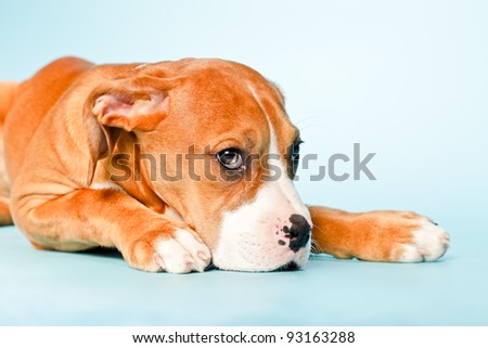 Studio portrait of lying mixed breed brown white puppy dog isolated on light blue background