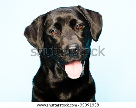 Studio portrait of black labrador retriever isolated on light blue background