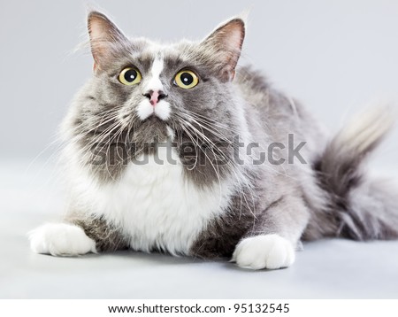 maine coon cat isolated on
