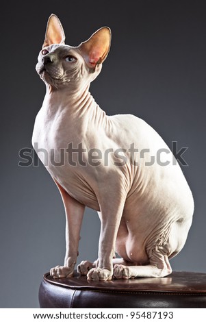 Studio portrait of sphynx cat sitting on chair isolated on grey background