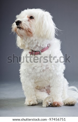 Studio portrait of white maltese dog isolated on grey background