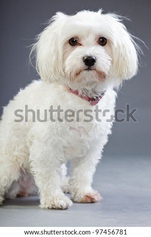 Studio portrait of white maltese dog isolated on grey background