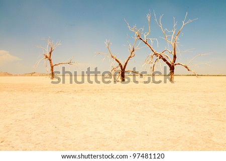 Dead trees in dry landscape near salton sea. USA.