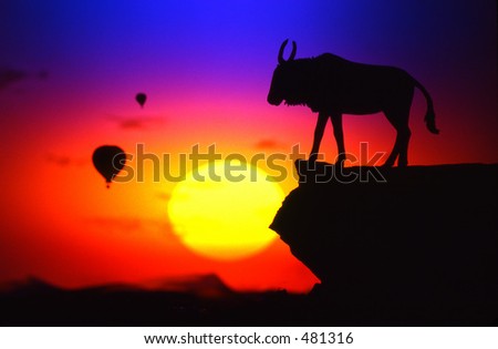 Sunset, animal and hot air ballons.