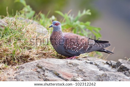 Speckled pigeon sitting on a rock ready to fly away in any danger