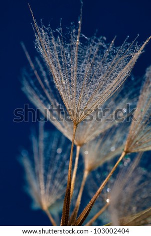 Water drops on dandelion seeds on dark blue background
