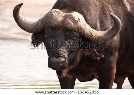 Buffalo bull standing in shallow water in order to cool down