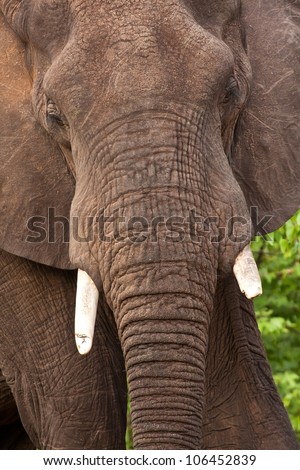 Portrait of elephant bull with strong texture