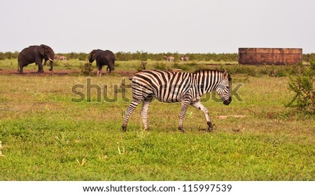 Wild animals on grass plains somewhere in Africa
