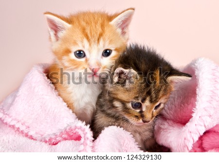 Baby kittens wrapped in a pink blanket with a pink background