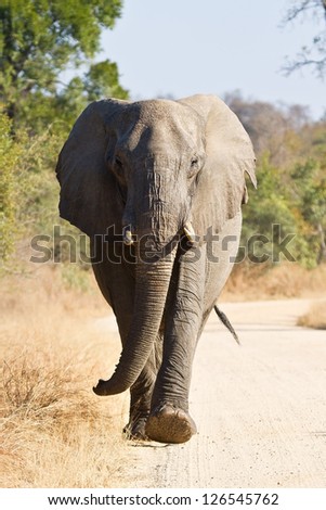 Elephant bull walking in nature road morning tusks