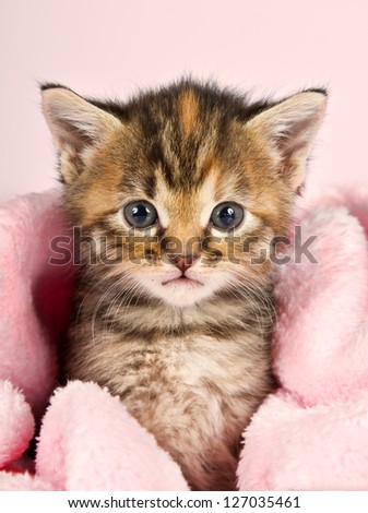 Small kitten wrapped in pink banket with pink background