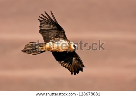 Bearded Vulture soaring in early morning sun with brown background