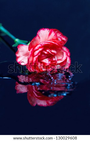 Red flower fall in water splash reflection ripple pool
