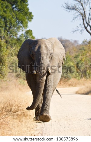 Elephant bull walking in nature road morning tusks
