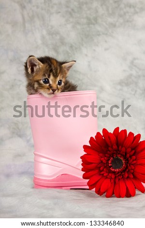 Kitten in water shoe kitten gumboot flower funny