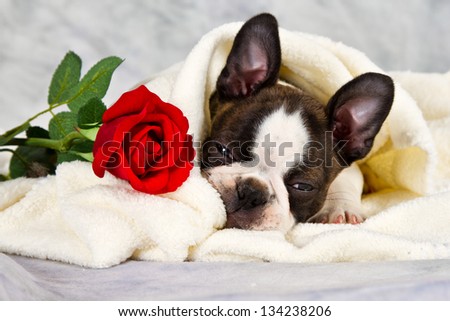 Boston terrier puppy lay down and chew on flower in towel