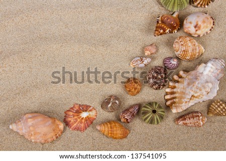 Sea shells in studio many sand pattern variety