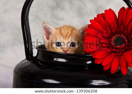 Kitten in black kettle with red flower funny hide