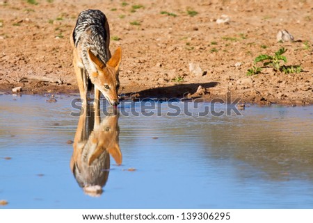 Jackal drinking water in desert with reflection