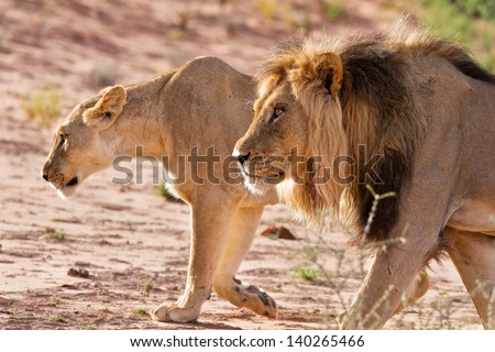 Lion male and lioness hunting in the kgalagadi sand