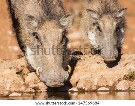 Warthog sow and piglet drinking water in the early morning sun close-up